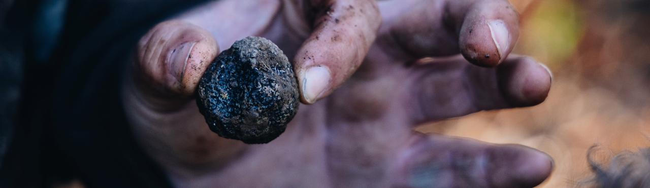 IL TARTUFO NERO DEL MONREGALESE